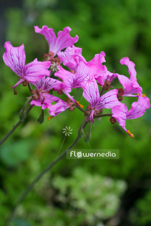 Pelargonium endlicherianum - Geranium (111086)