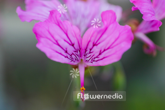 Pelargonium endlicherianum - Geranium (111612)