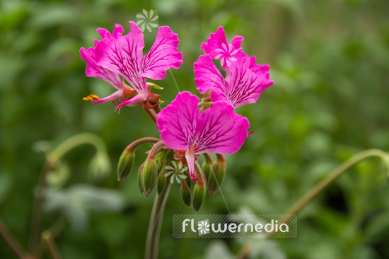 Pelargonium endlicherianum - Geranium (111613)