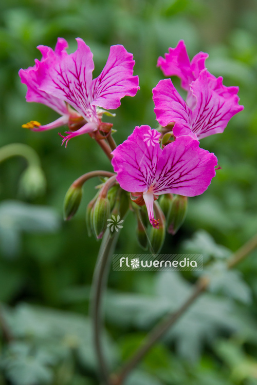 Pelargonium endlicherianum - Geranium (111614)