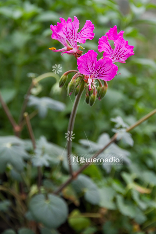 Pelargonium endlicherianum - Geranium (111615)