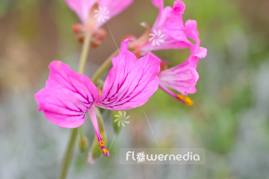 Pelargonium endlicherianum - Geranium (111617)