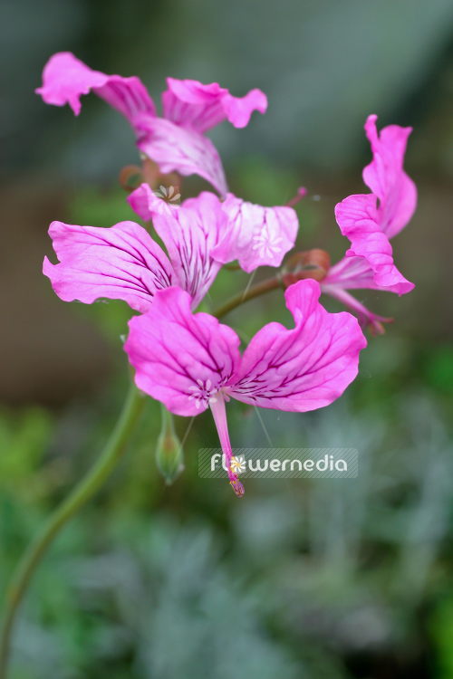 Pelargonium endlicherianum - Geranium (111618)