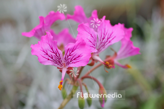 Pelargonium endlicherianum - Geranium (111619)