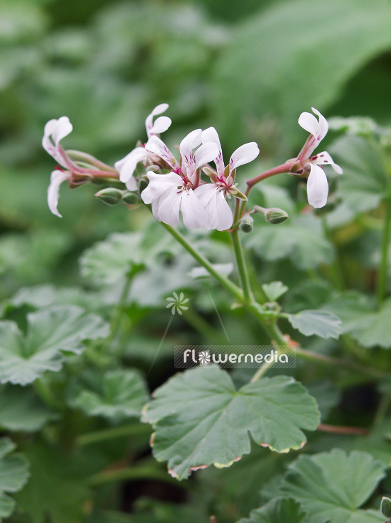 Pelargonium fragrans - Scented-leaf pelargonium (110725)