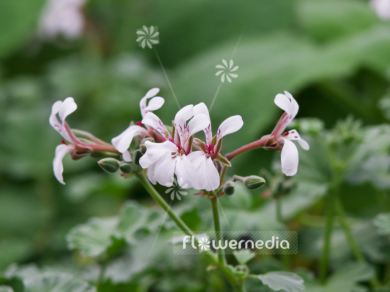 Pelargonium fragrans - Scented-leaf pelargonium (110726)