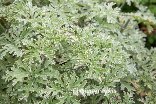 Pelargonium 'Grey Lady Plymouth' - Ornamental geranium (111102)