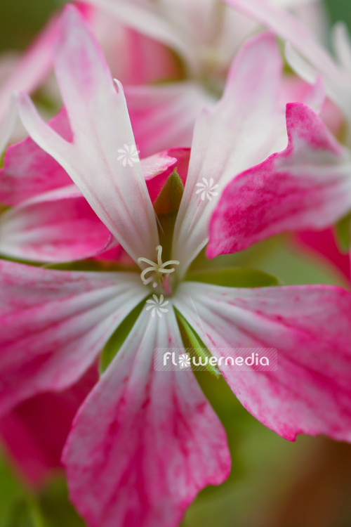 Pelargonium 'Peppermint Star' - Scented-leaf pelargonium (104554)