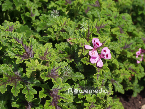 Pelargonium quercifolium - Geranium (101441)