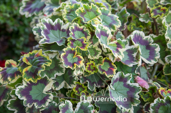 Pelargonium zonale 'Mrs. Pollock' - Ornamental geranium (111169)