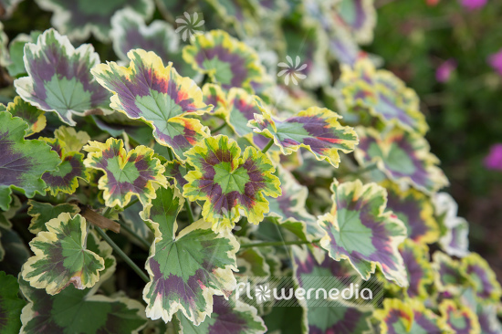 Pelargonium zonale 'Mrs. Pollock' - Ornamental geranium (111170)