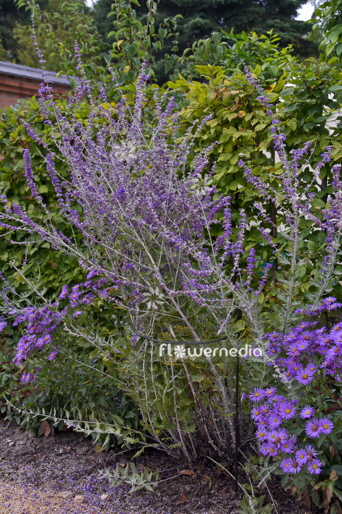 Perovskia abrotanoides - Russian sage (104309)