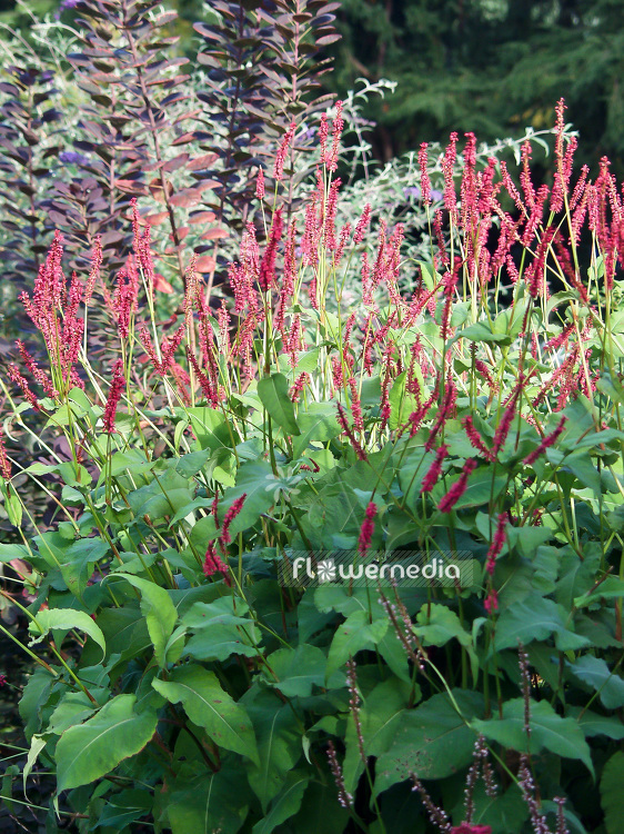 Persicaria amplexicaulis 'Firetail' - Red bistort (101463)