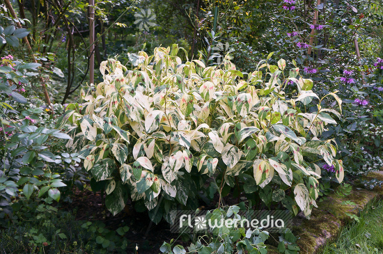 Persicaria virginiana 'Painters Palette' - Virginia knotweed (104323)