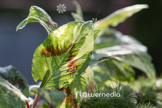 Persicaria virginiana 'Painters Palette' - Virginia knotweed (104324)