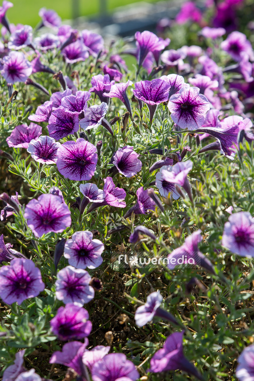 Petunia 'Littletunia Pink Splash' (111242)