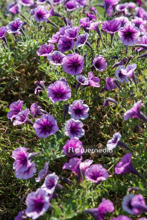 Petunia 'Littletunia Pink Splash' (111243)