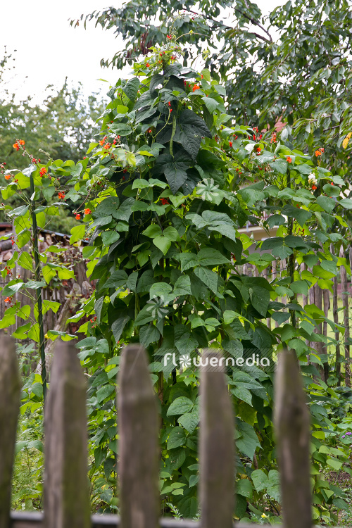 Phaseolus coccineus - Runner bean (104334)