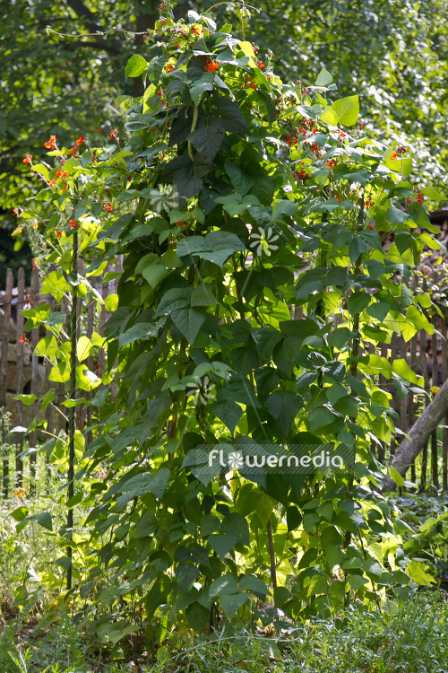 Phaseolus coccineus - Runner bean (104335)