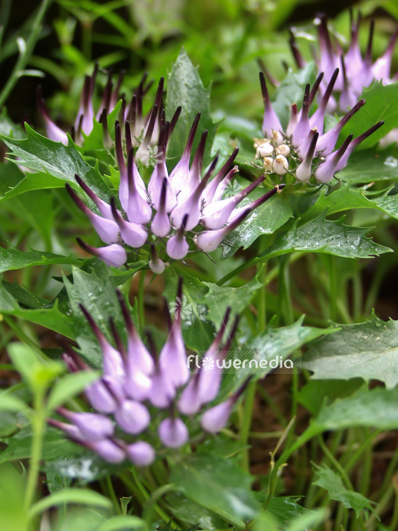 Physoplexis comosa - Tufted horned rampion (101500)