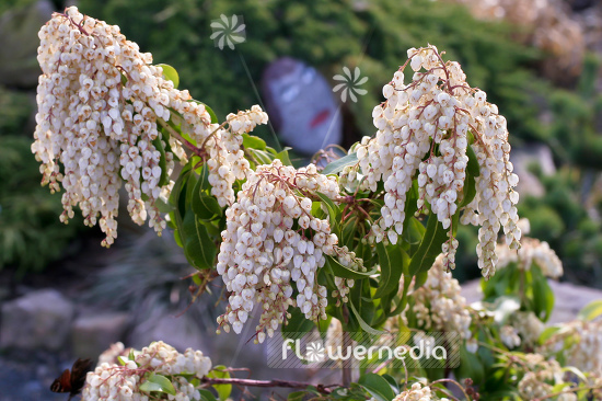 Pieris japonica - Lily-of-the-valley bush (104390)