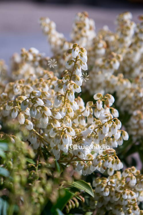 Pieris japonica 'Debutante' - Lily-of-the-valley bush (104393)