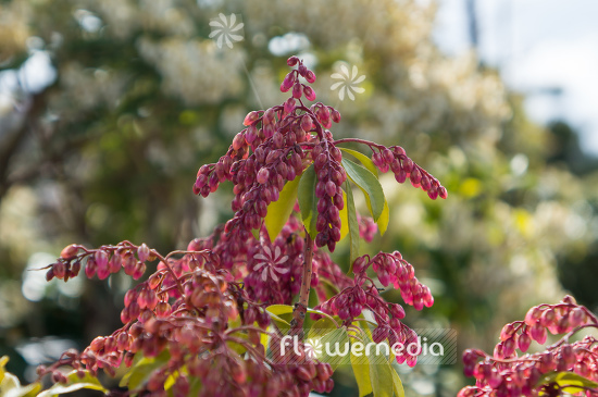 Pieris japonica 'Valley Valentine' - Lily-of-the-valley bush (104397)