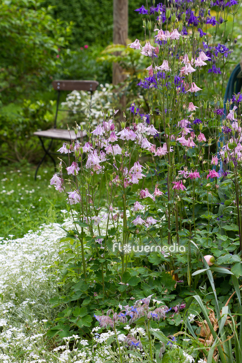 Pink flowering columbines in garden (112698)