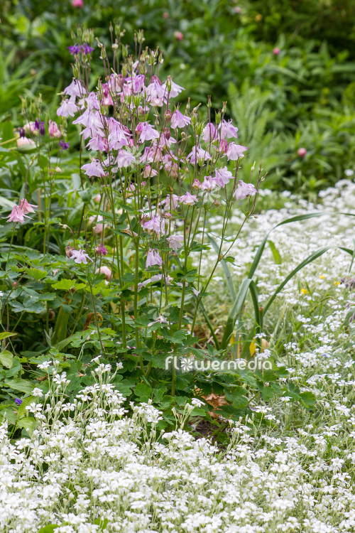 Pink flowering columbines in garden (112699)