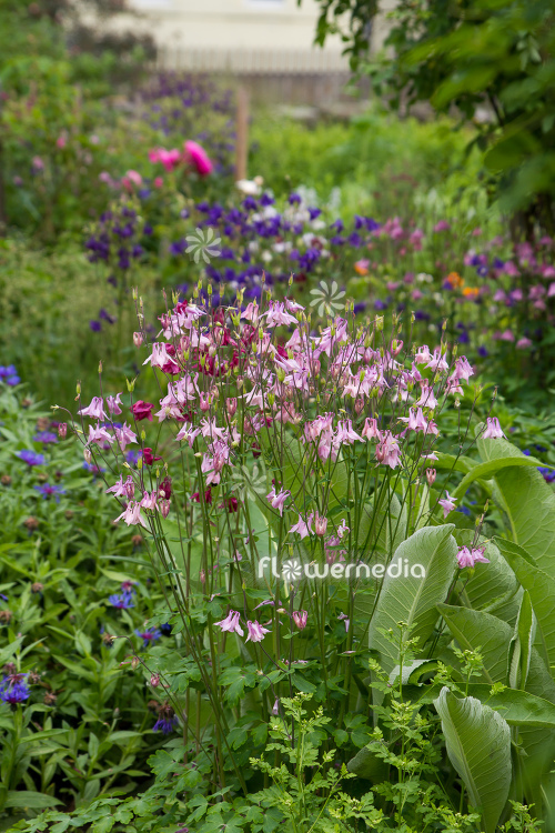 Pink flowering columbines in garden (112705)