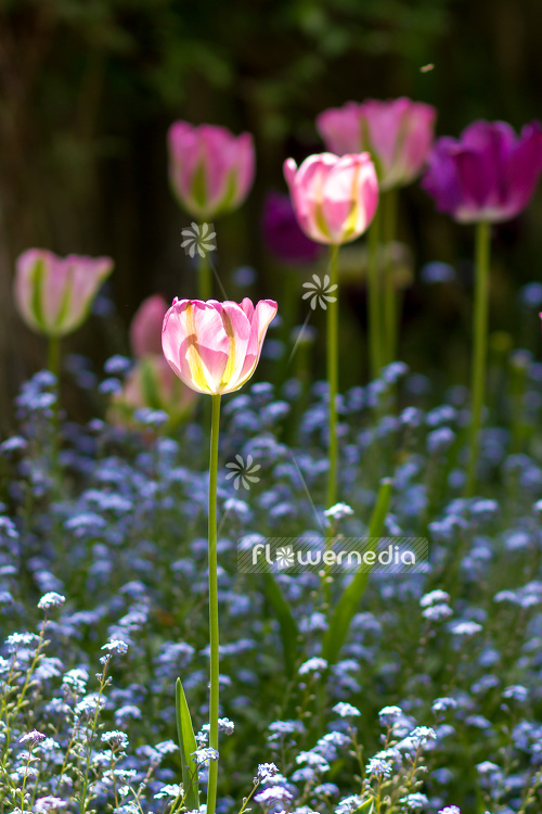 Pink tulips in flower bed. (106278)