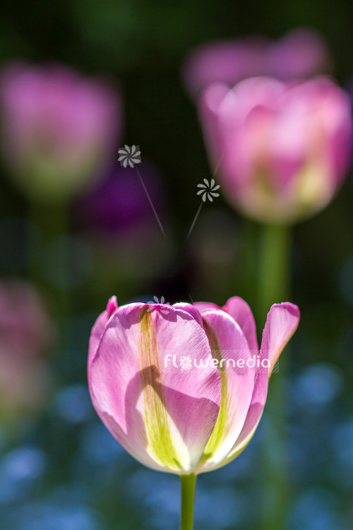 Pink-flowered Tulip (106270)
