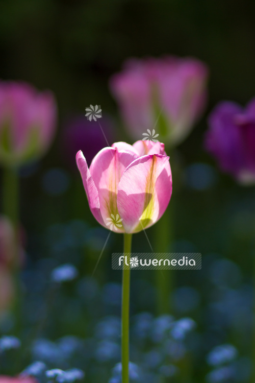Pink-flowered Tulip (106271)