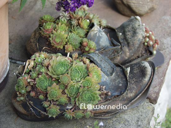 Planted shoes with Sempervivum (102147)