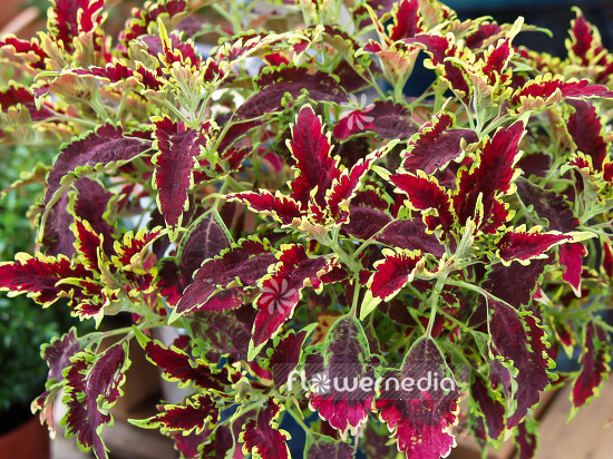 Plectranthus scutellarioides - Coleus (101644)