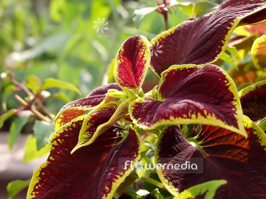 Plectranthus scutellarioides - Coleus (101645)