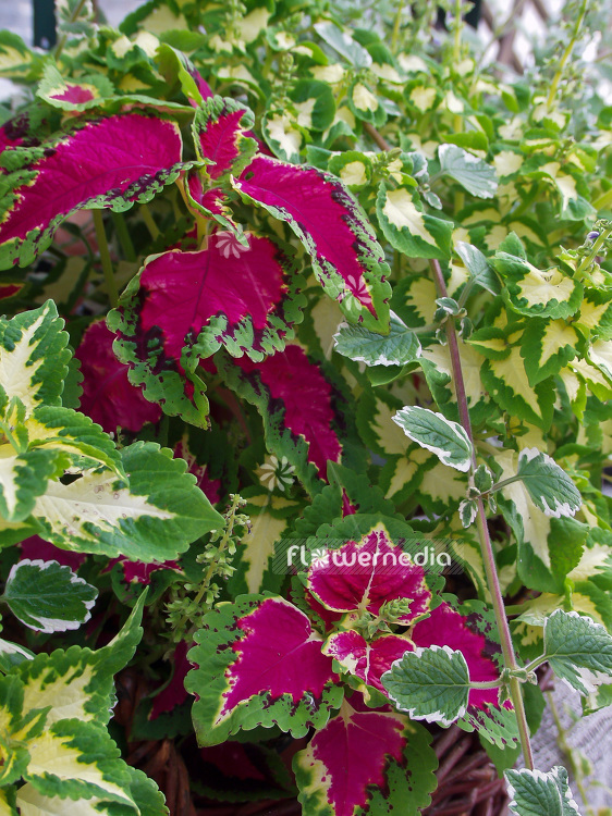 Plectranthus scutellarioides - Coleus (101646)