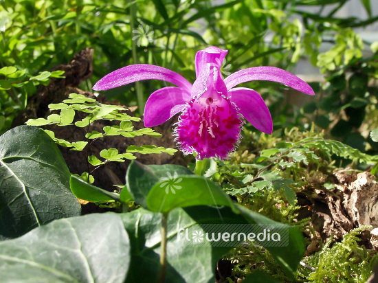 Pleione grex. 'Berapi' - Peacock orchid (101538)