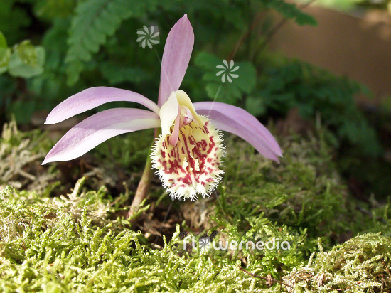 Pleione grex. 'Deriba' - Peacock orchid (101541)