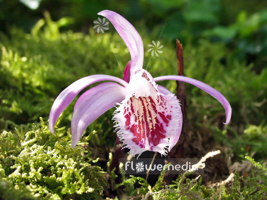 Pleione grex. 'Eiger' - Peacock orchid (101542)