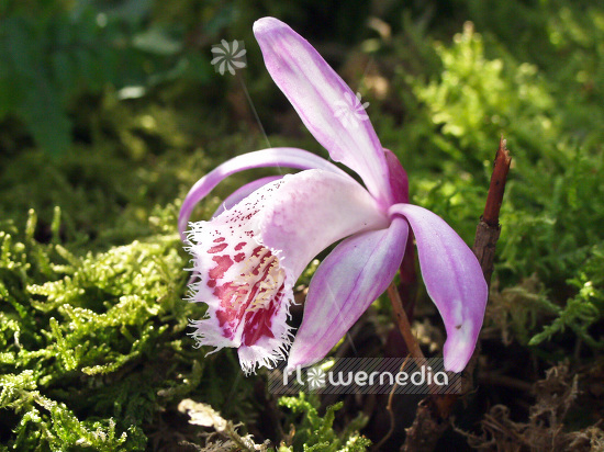 Pleione grex. 'Eiger' - Peacock orchid (101543)