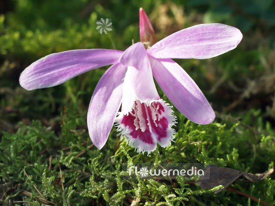 Pleione grex. 'Helgafell' - Peacock orchid (101545)