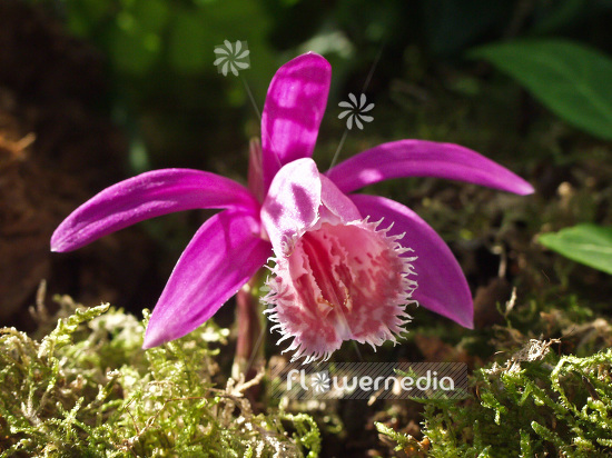 Pleione grex. 'Katmai' - Peacock orchid (101546)
