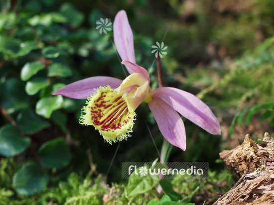 Pleione grex. 'Kituro' - Peacock orchid (101547)
