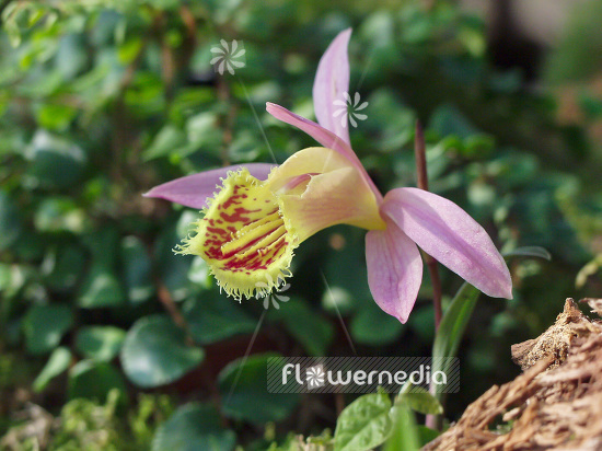 Pleione grex. 'Kituro' - Peacock orchid (101548)