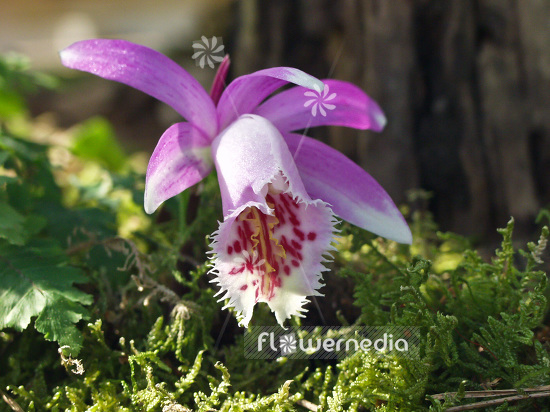 Pleione grex. 'Mazama' - Peacock orchid (101549)