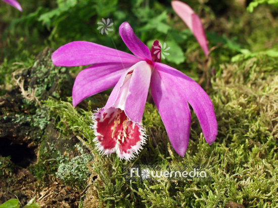 Pleione grex. 'Paricutin' - Peacock orchid (101553)