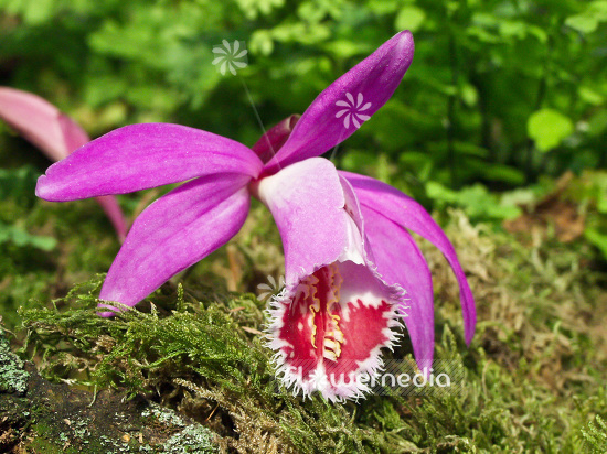 Pleione grex. 'Paricutin' - Peacock orchid (101554)