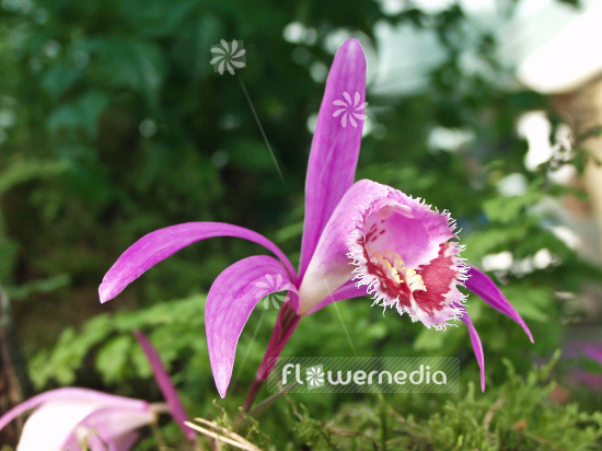 Pleione grex. 'Paricutin' - Peacock orchid (101555)