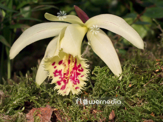 Pleione grex. 'Shantung Ducat' - Peacock orchid (101559)